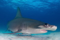 Here's looking at you!
A close-up look at the eye and teeth of a Great Hammerhead.