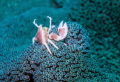 Look closely and you'll see the crab's 'sails' deployed while feeding. A great contrast to the blue anemone on which it's perched.