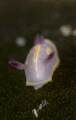 Baby nudibranch