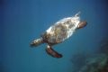 Friendly turtle diving after getting a breath of fresh air. Taken with natural light using a Sealife Reefmaster DC310