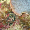 a shot taken along the reef of the lagoon of New Caledonia