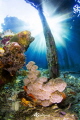 soft coral under jetty