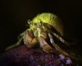 Fluorescent hermit crab