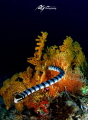 snake cross sea fan