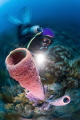 Scuba Diver Natalia looking up at the tall standing tube corals of Bonaire