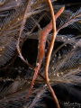 this shrimp is fighting against the current, when I shoot the photo the current stops for a while and it got chance to take a break. with olympus TG4 and ys—d2 strobe