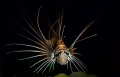 Using a wide angle wet lens and at night, I managed to rest myself on the sea floor and get up close and personal with a few lion fish. As this shot was taken, I had 3 other lion fish between my legs and around me! Had to stay very still!!!