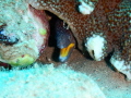 Yellow mouth moray at Lighthouse Dahab