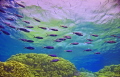 Simplicity, a school of fish on the passage through to the amphitheater of Abu Gaiawa Soraya Reef in the Southern Egyptian Red Sea.