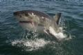 Great White Shark - taken whilst cage diving with these wonderful animals off Gansbaai. Taken with Konica Minolta Dimage A200 prefocused and with patience!