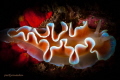 Poetry in slow motion

 Frilled nudibranch