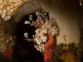 A pair of Harlequin shrimp under an anemone