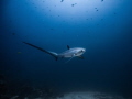 This rare and majestic thresher shark is only seen at Monad Shoal. Malapascua with high possibility. It is difficult to take nice photo of them because of light prohibition, low visibility, their cautious characteristic and deep dive.