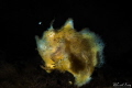 running frogfish
iso100, f40, 1/200s, with Nikon D800, 105mm vr, sea&sea ys-d2
at seraya secret, tulamben, bali