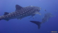 whalesharks at Sail Rock, Gulf of Thailand. Shot taken with Sony Alpha 5100, Meikon housing