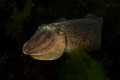 Cuttlefish coming out of the darkness in Falmouth UK, Pendennis point.