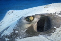 This Southern stingray had just settled in the sand.  I took a few close-up shots and signalled to my buddy to go, then remembered the rule 