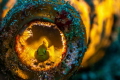 Yellow Goby in a bottle. I always liked the concept of baclighting and its effect on a subject. i do like the detail on the fins and the 