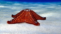 Cushion Sea Star in the Berry Islands