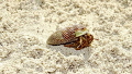 Hermit Crab walking down the beach in the Berry Islands using Olympus TG-4