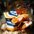Nudibranch and two emperor Shrimp
