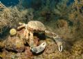 Phil Skeets of Stuart Cove's Fin Photo saw this crab on the reef in Nassau, Bahamas. He shot this using the Nikon D70 in Sea & Sea housing with YS120 Strobe.