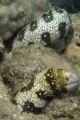 Snowflake Moray at Shark's Cove, Haliewa, HI.