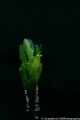 This shot was taken at Lembeh Strait, Sulawesi. I like the sand particles that attached to the sea grass.