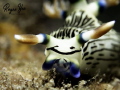 Smiley face nudibranch feeding! Shots taken in Dauin Philippines with Olympus TG5 and Subsee Macro Lens +10.