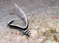 Hey, budy!
I was trying to get the picture of juvenile Spotted Drum, when it made a swing and came to the Goby (probably Pallid Goby).