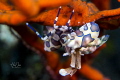 Harlequin shrimp Location: Bali - Tulamben
Camera: Nikon D5300
Housing: Nimar
Lens: Nikon 105mm Macro f2.8 VR
Strobe: 2 x INON Z240
Settings: 1/125sec, F13, ISO100