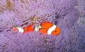 Clown Anemone Fish and an Invisible Shrimp. Taken in front of the Amanpulo Dive shop in Pamilacan Island Philippines. 
The Last few pictures using my Canon A70 before it conked out on me. Setting was cloudy, vivid and macro and flash.