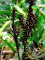 a pair of ornate ghost pipefish; taken in shallow water, natural light; after finding the subjects, it was point and shoot, and shoot, and shoot, and shoot