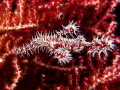 This Ornate Ghost Pipefish fooled me with it's perfect camouflage. While looking for Barbibanti Pygmi Seahorses in the same sea fan it took me quite a while to see it. Lovely creatures.