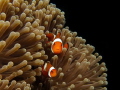 Everyone loves clownfish <3 I was able to spent nearly 10 minutes with these curious guys until I finally managed to get the picture I wanted :)