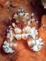 The Harlequin Shrimp is my favourite crustacean so far <3 
They are just amazing animals and if you spend some time with them they seem to warm up and let you be part of their world - just amazing.