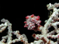 One of the cutest Bargibanti Pygmy Seahorses I have ever seen! I just love these fragile but wonderful creatures <3