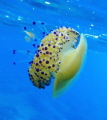 Cassiopea Mediterranea (Cotylorhiza tuberculata) Isola di Capraia (Livorno , ITALY) with two little fishes