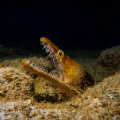 Tiger Morey saying hello on Tenerife - Canary Islands. Sony RX100M3 Sea&Sea YS03 Strobe f8, 1/500