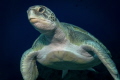 Sea turtle swimming at sunset. Tenerife - Canary Islands. Sony RX100M3 one YS03, f6,3 1/125 ISO 80