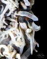 Zanzibar whip coral shrimp: Whenever I take photos of such magnificent detailed creatures, I can't help it but think how creepy it would have been if they were the size of a human.