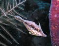 Slender filefish from Bonair. It was very shy. It took some time to wait until it swam away from soft corals to the sponge.