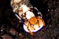 A good example of a relationship between the Imperial Shrimp and a large nudibranch. The shrimp will ride on the nudibranch, receiving transportation, getting exposed to larger areas with more potential food sources while using less energy.