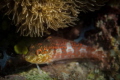 Saddled Blenny