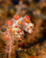 There is something very cute about Pygmy seahorses. This one was tricky to shoot because it was constantly moving.