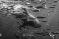 Lucy the Great White shark after a breach in Isla Guadalupe