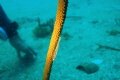 I was just trying out underwater photography when I came upon this beautiful looking coral, and saw movement and I was determined to find it, once I've spotted it I took the shot, and I think it was worth it, well once its cropped
