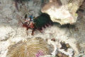 Mantis Shrimp in its environment