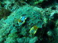 It was my second dive... I saw a nudibranch as I was about to look for another subject I noticed another nudibranch and I just wanted to capture the moment... its mind-blowing how these creatures bring life into a still.