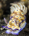 Hypselodoris TRION'S RISBECIA named chanched in Hypselodoris tryoni.